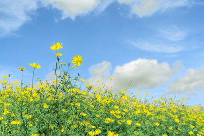 花の丘「放牧場の花畑」