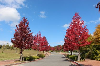 緑豊かな広い公園。モミジバフウなど（県立淡路島公園） 
