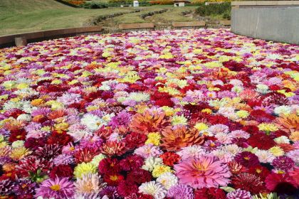 パノラマビューの広い園内。コスモス、ダリアなど（国営明石海峡公園）