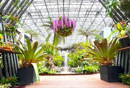 花と緑の感動空間。食中植物、古典菊 ほか（県立淡路夢舞台公苑温室「あわじグリーン館」）