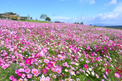 青い海と空と花の大パノラマ。コスモス、サルビア ほか（あわじ花さじき）
