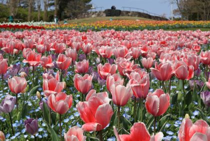 淡路島国営明石海峡公園（チューリップ、ネモフィラなど）
