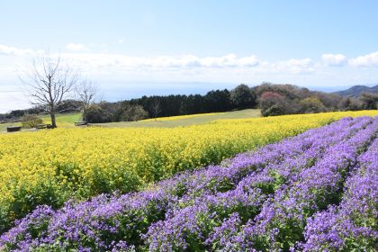 県立公園あわじ花さじき（ナノハナ、アイスランドポピー　ほか）