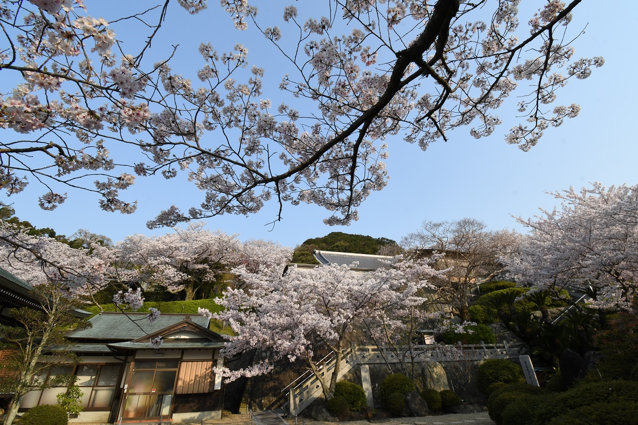 「桜の円城寺」