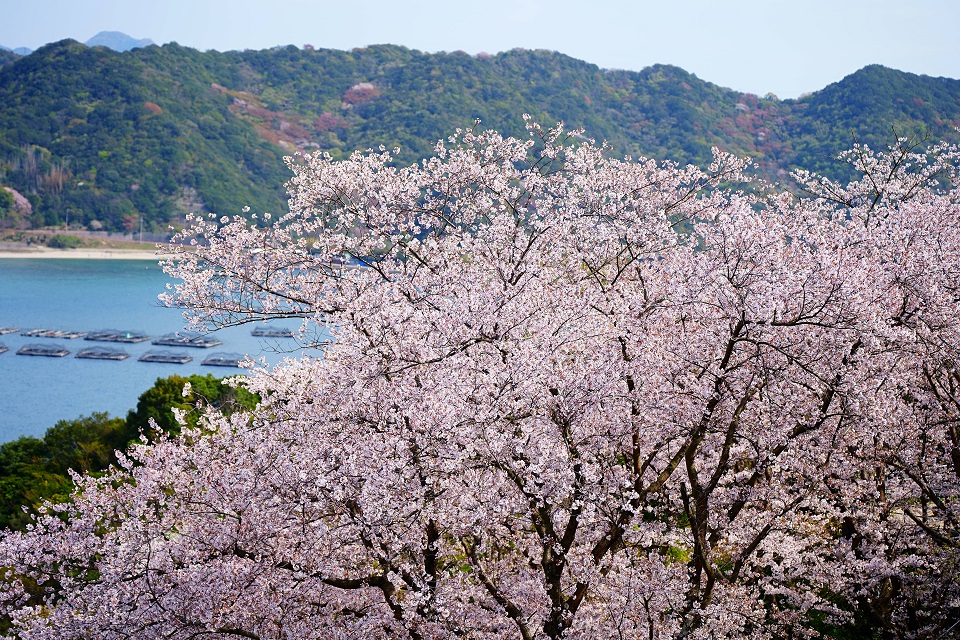 海に臨む満開の桜