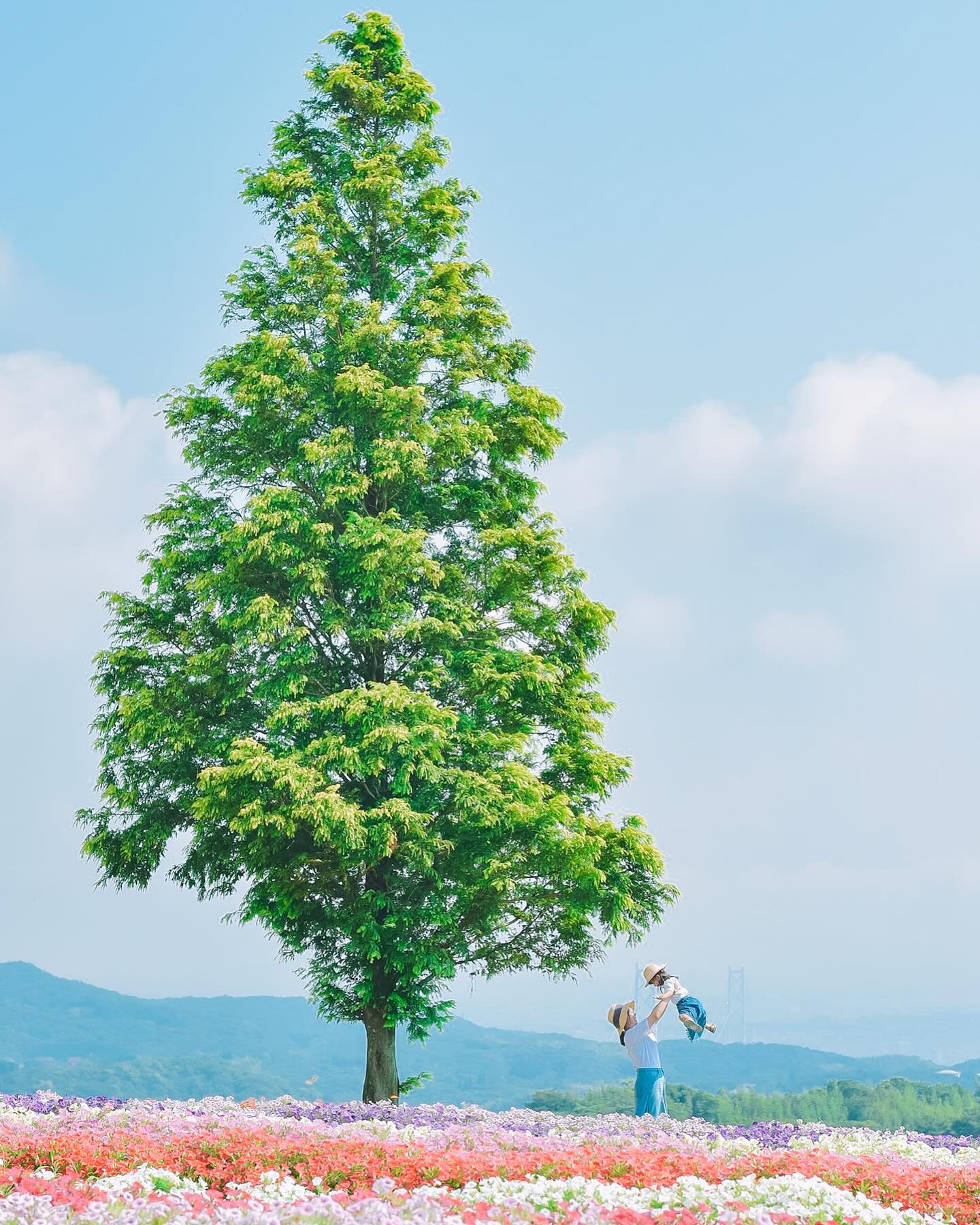 たかいたかい、木