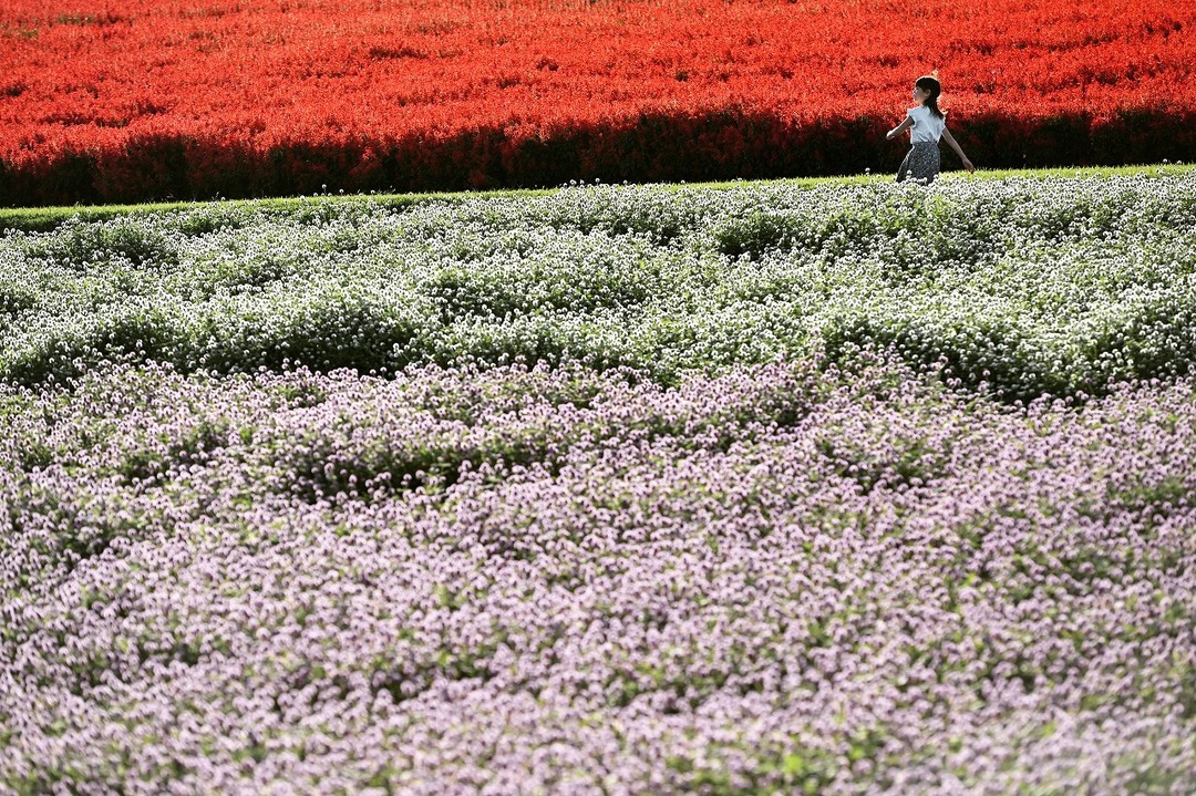 花の散歩道