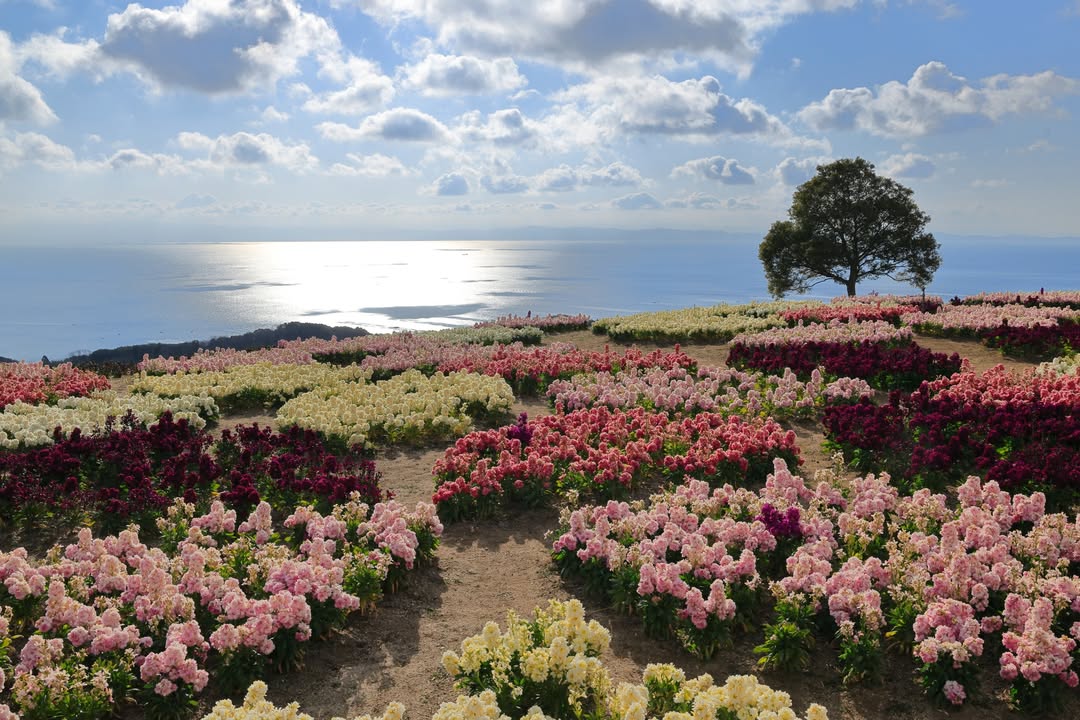 海を望む花畑