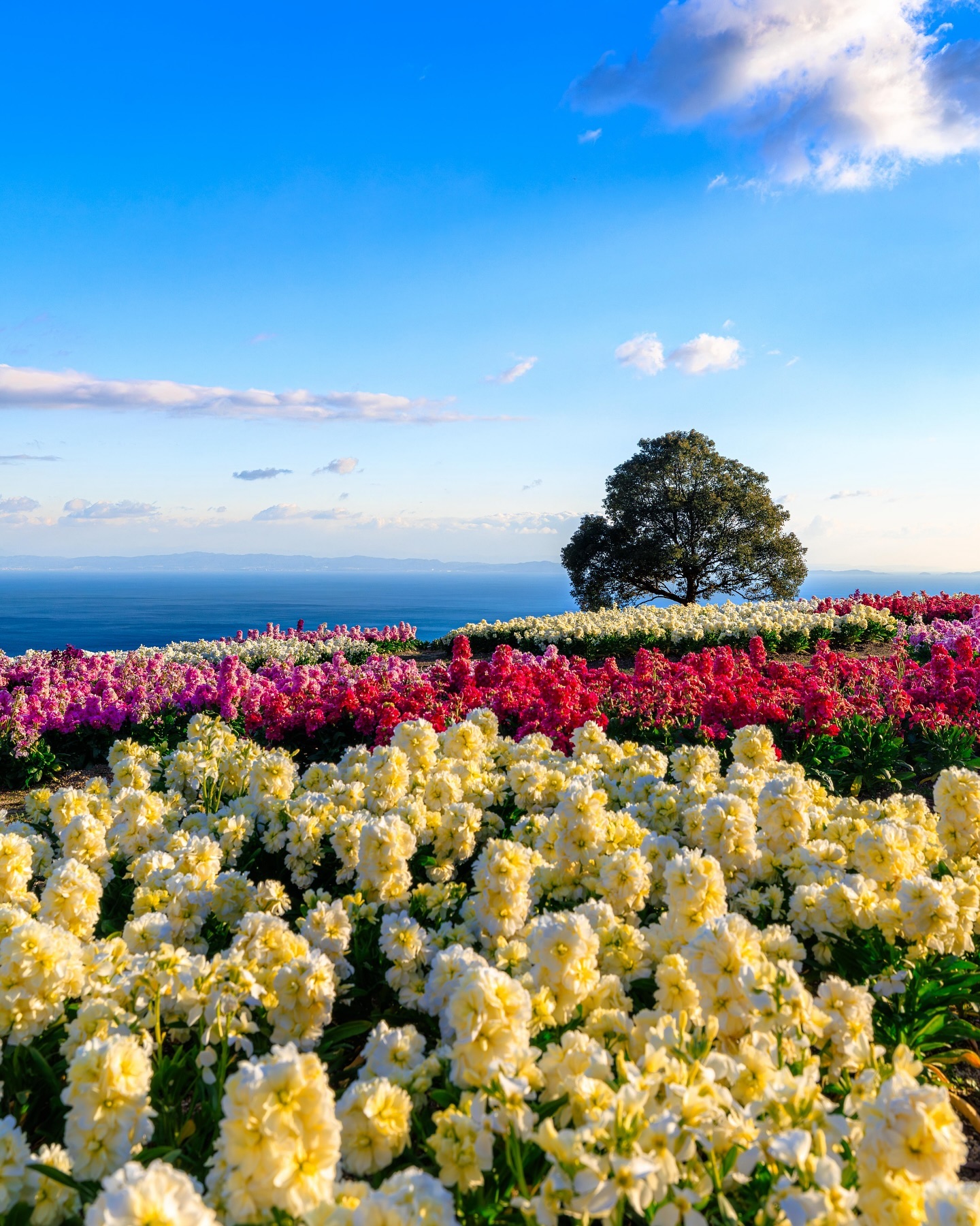 天空の花壇