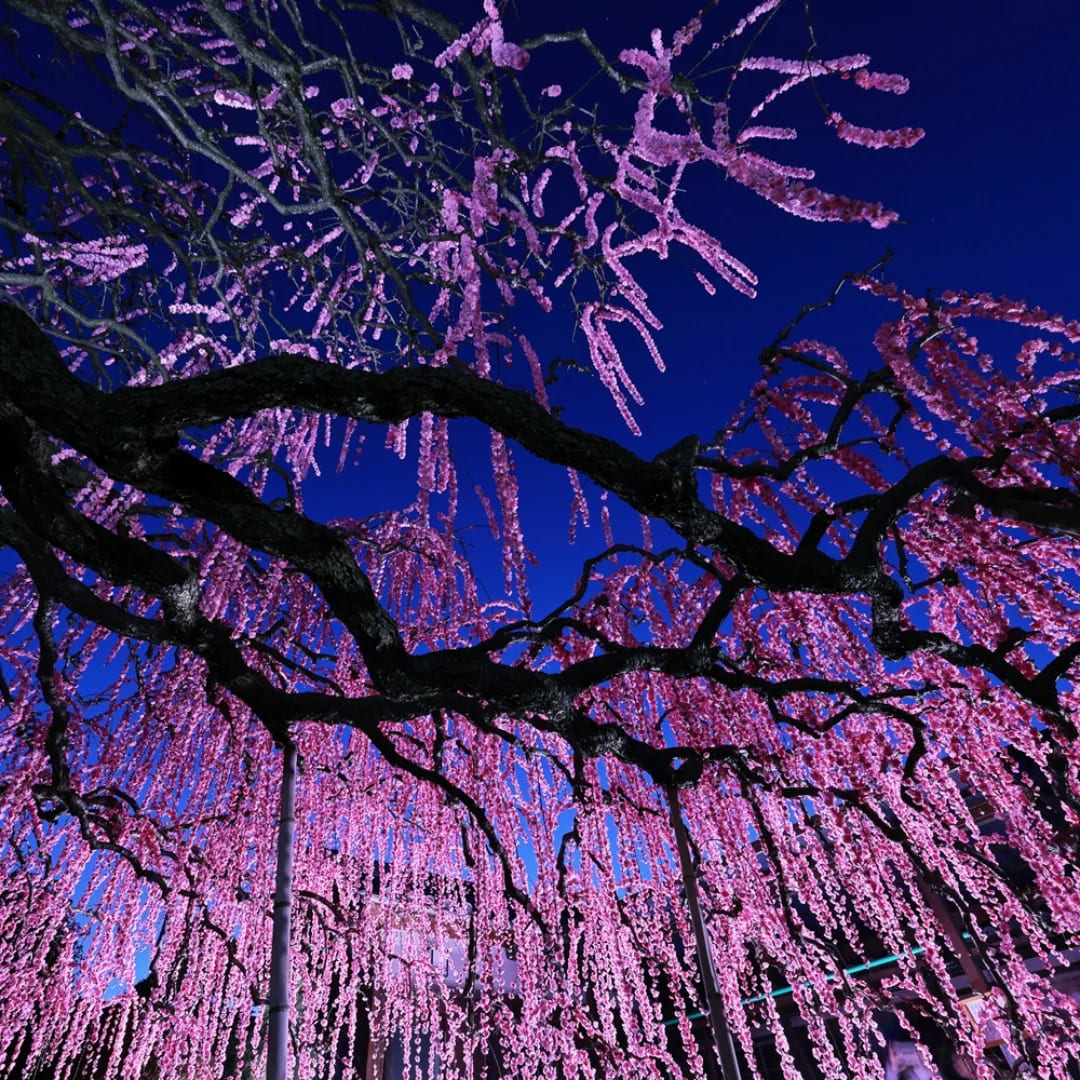 夜の宴