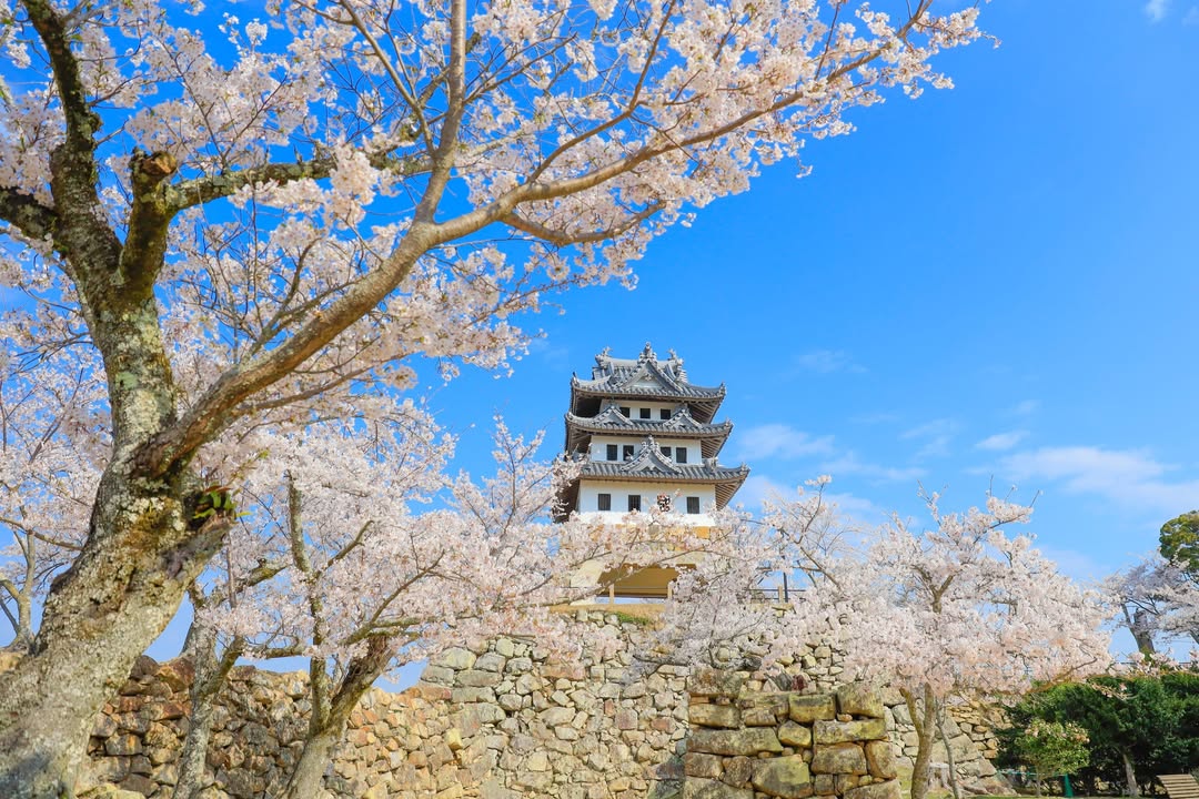 満開の桜と天守閣