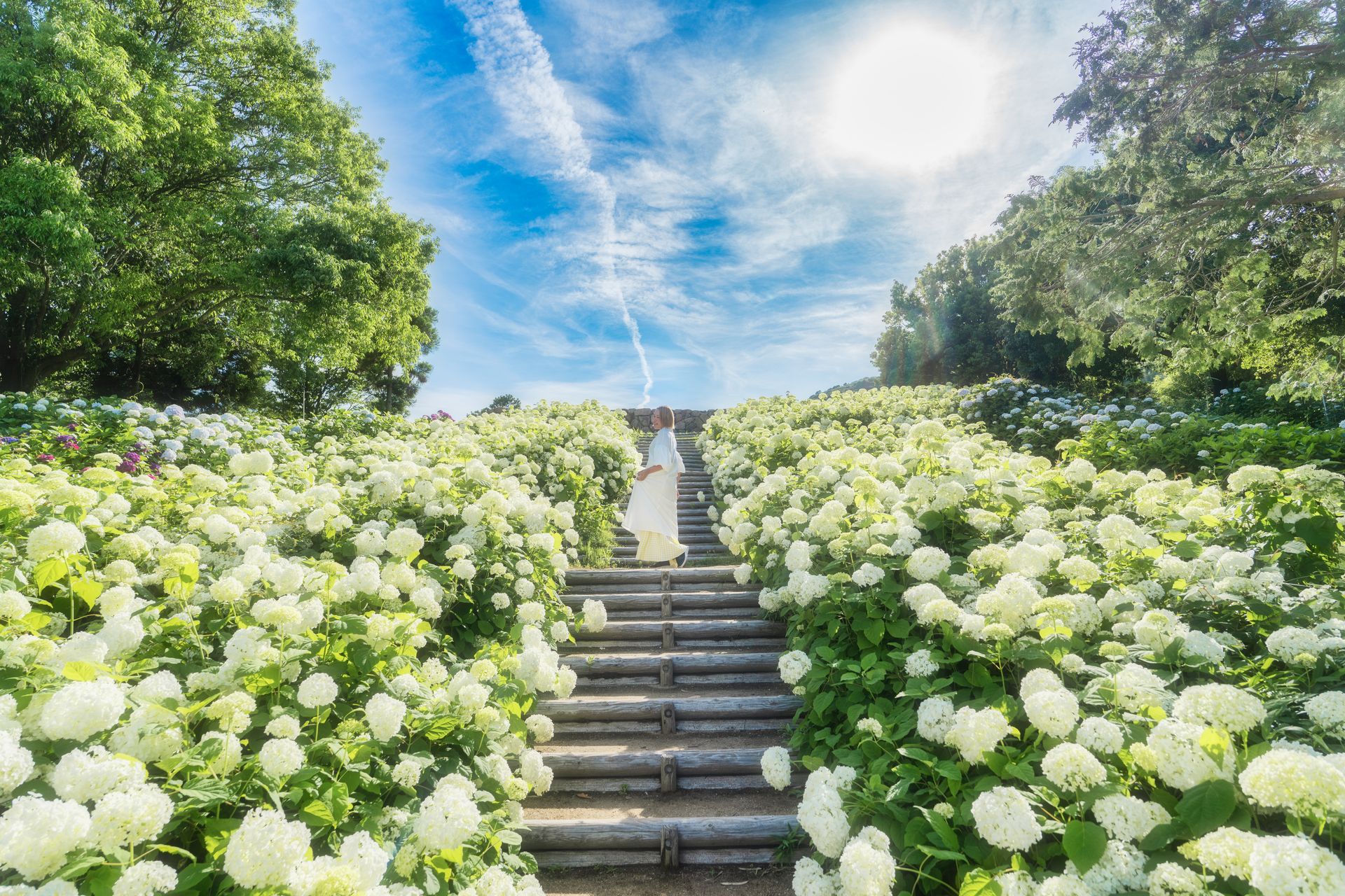 紫陽花の季節
