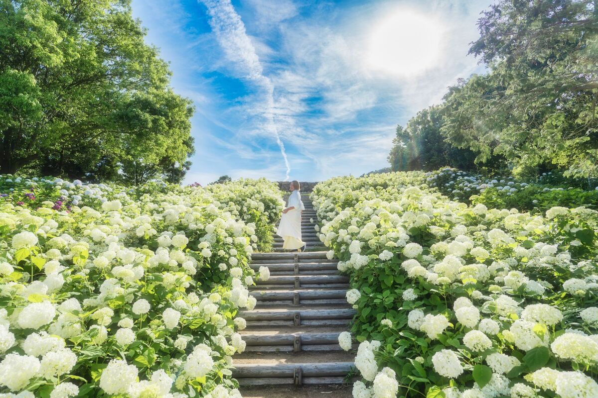 「紫陽花の季節」