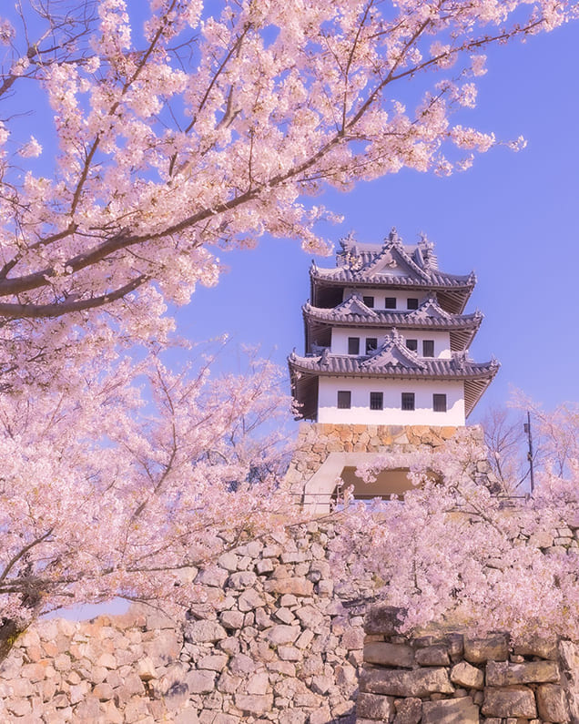「兵庫 洲本城跡と桜」